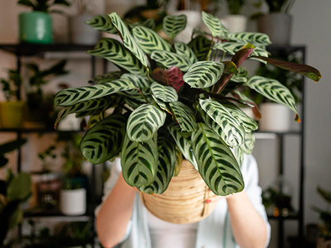 Indoor Plants That Improve Your Health